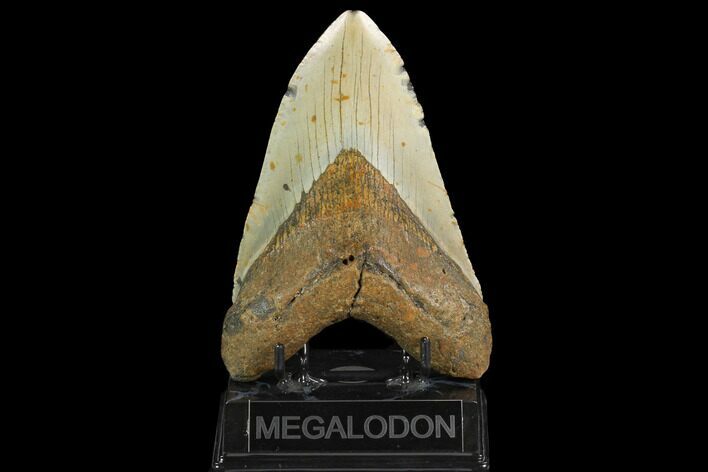 Huge, Fossil Megalodon Tooth - North Carolina #124456